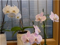 87d156f6-20150115 PHAL B I R.jpg